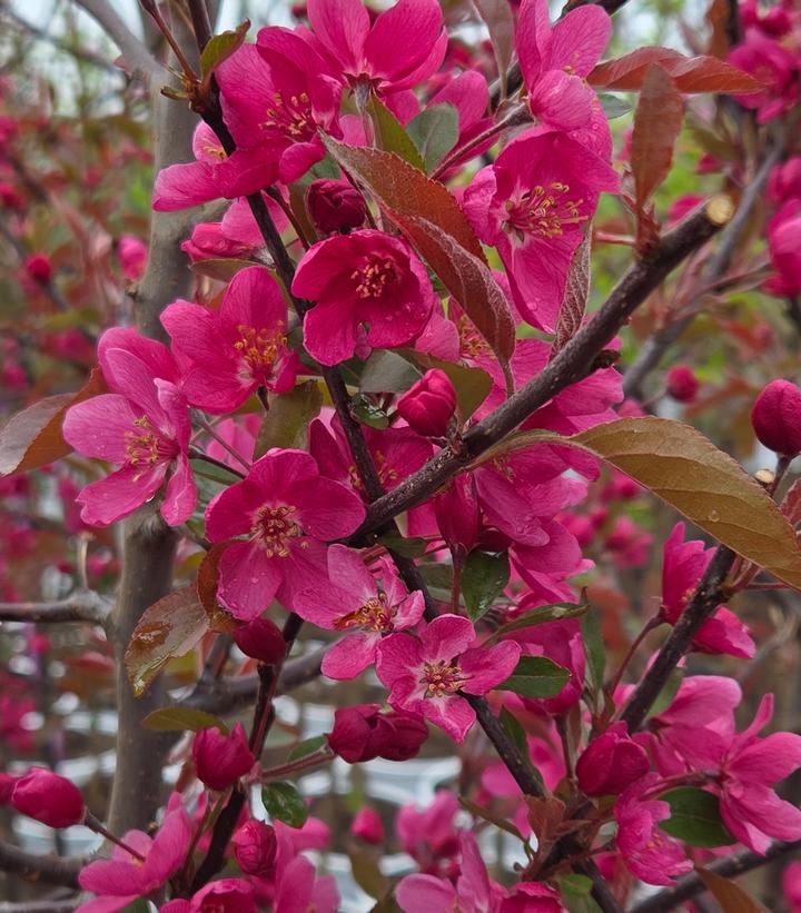 Malus x Radiant