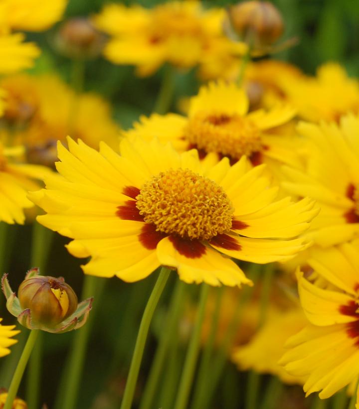 Coreopsis x 'Tequila Sunrise'