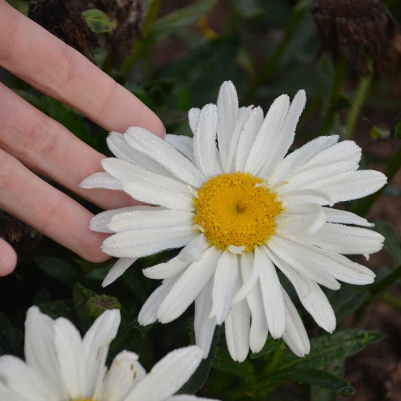 Leucanthemum superbum 'Spoonful Of Sugar'