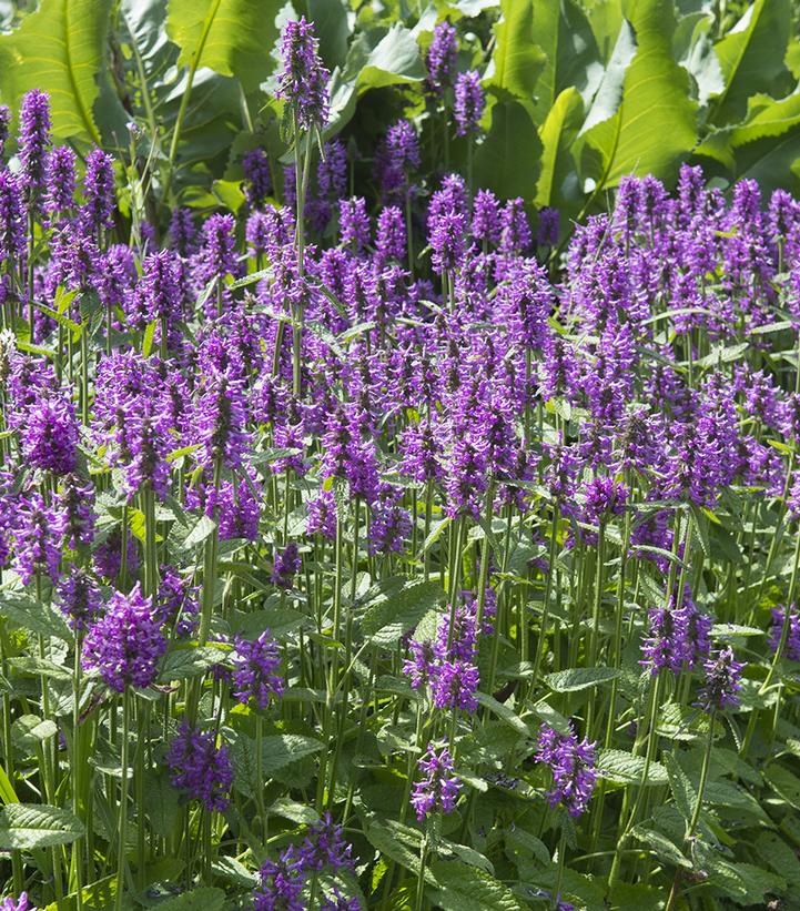 Stachys monieri Hummelo