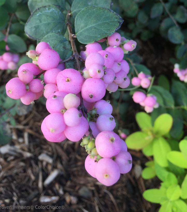Symphoricarpos x Proud Berry®