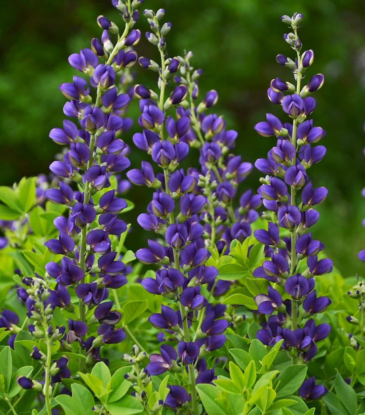 Baptisia x Decadence® 'Sparkling Sapphires'