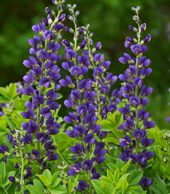 Baptisia hybrid Decadence® Sparkling Sapphires