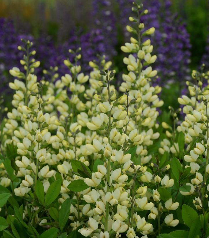Baptisia x Decadence® Decadence® 'Vanilla Cream'