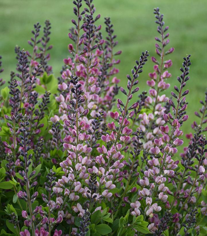 Baptisia x Decadence® Decadence® 'Pink Truffles'
