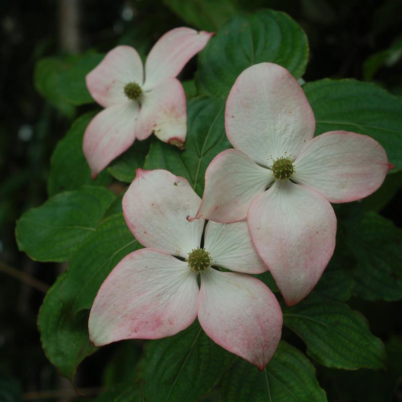 Cornus kousa 'Satomi'
