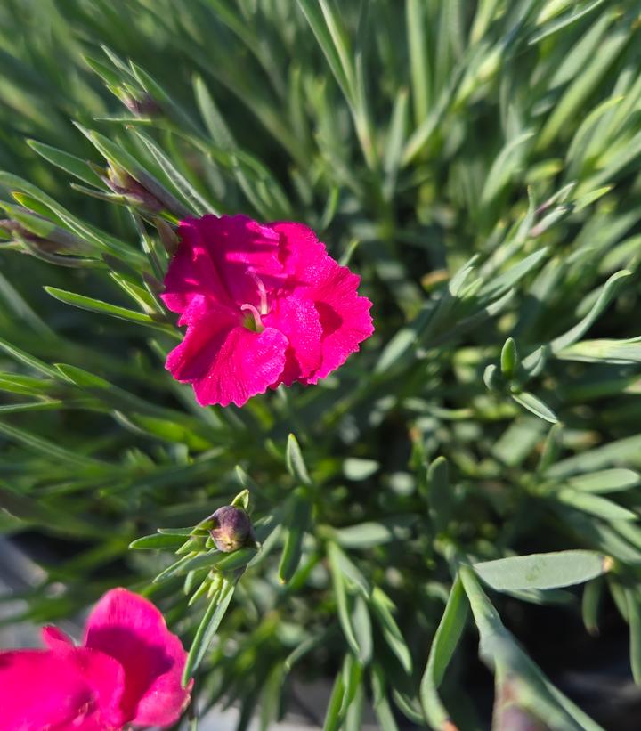 Dianthus x 'Paint the Town Magenta'