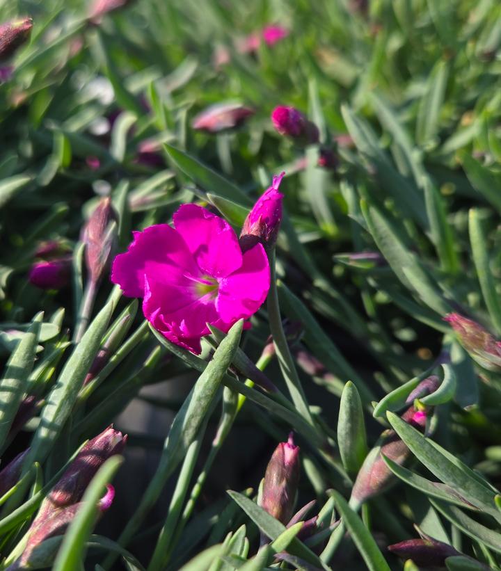 Dianthus x 'Paint the Town Fuchsia'