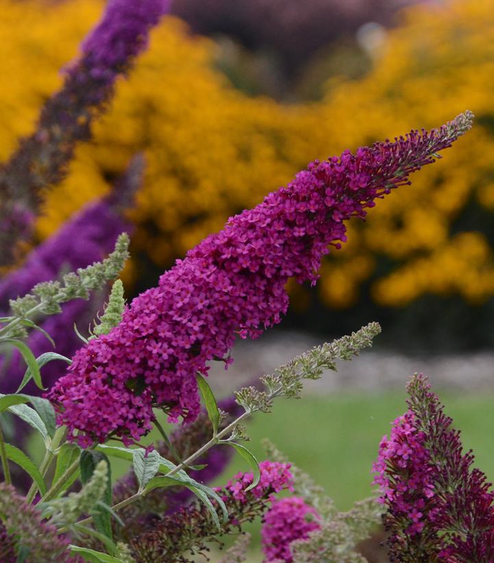 Buddleia davidii Monarch® 'Queen of Hearts'