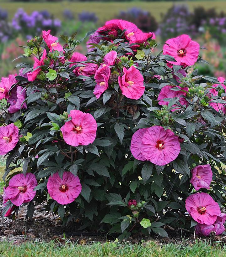 Hibiscus x Summerific® Berry Awesome