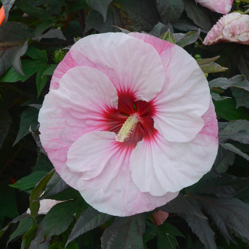 Hibiscus x Summerific® Perfect Storm