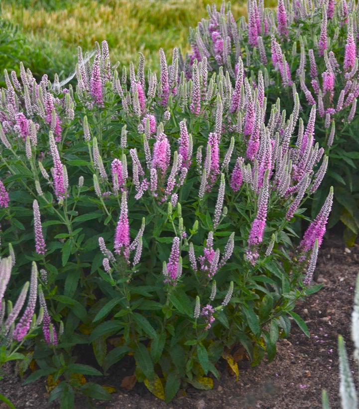 Veronica x Magic Show® Magic Show® 'Pink Potion'