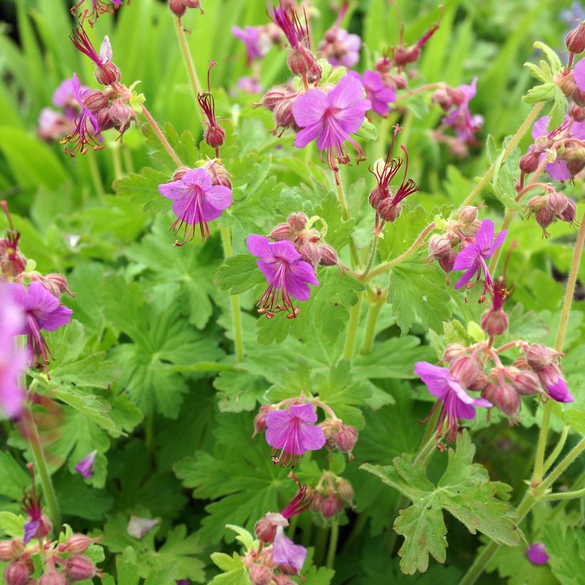 Geranium macrorrhizum ''Bevan's Variety'' Bevan's Variety Bigroot Geranium  from Prides Corner Farms