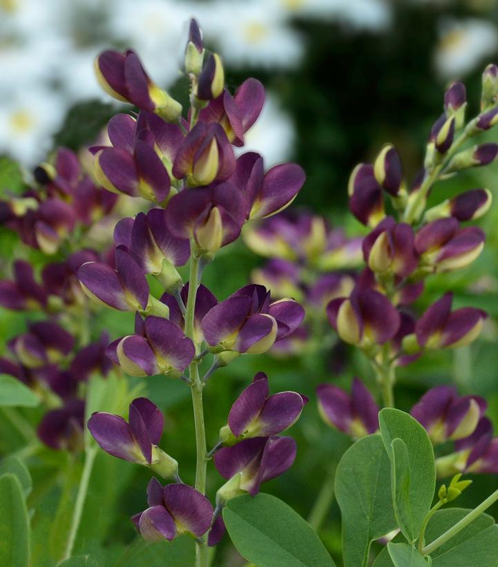 Baptisia x 'Grape Taffy'