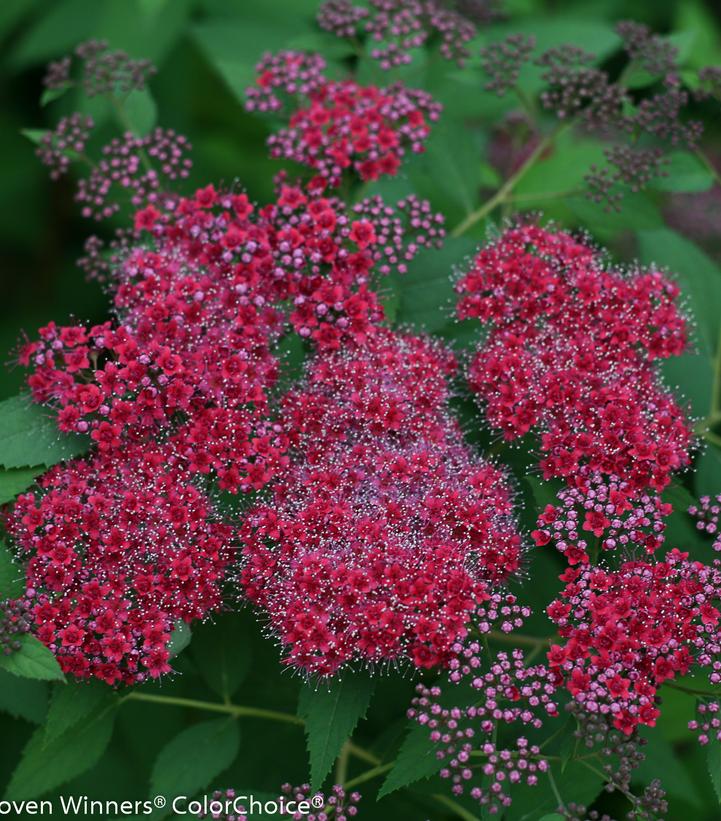 Spiraea japonica Double Play® Double Play® Red