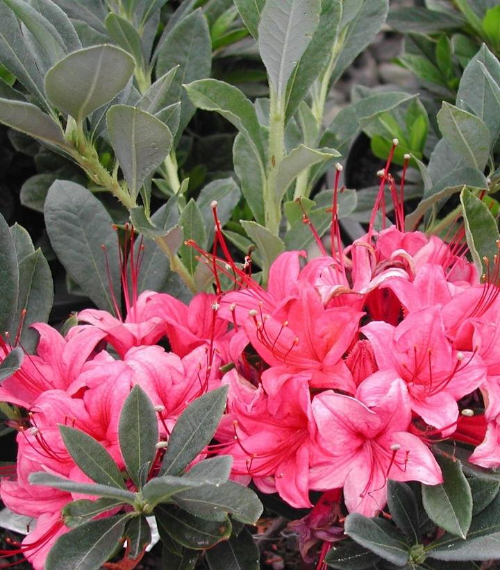 Azalea x 'Millennium'