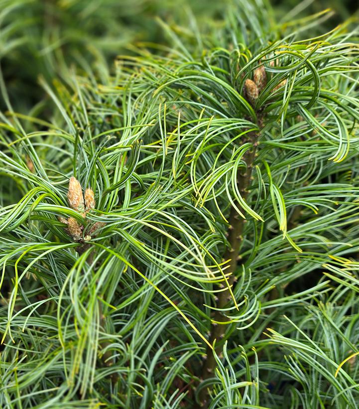 Pinus strobus 'Tiny Kurls'