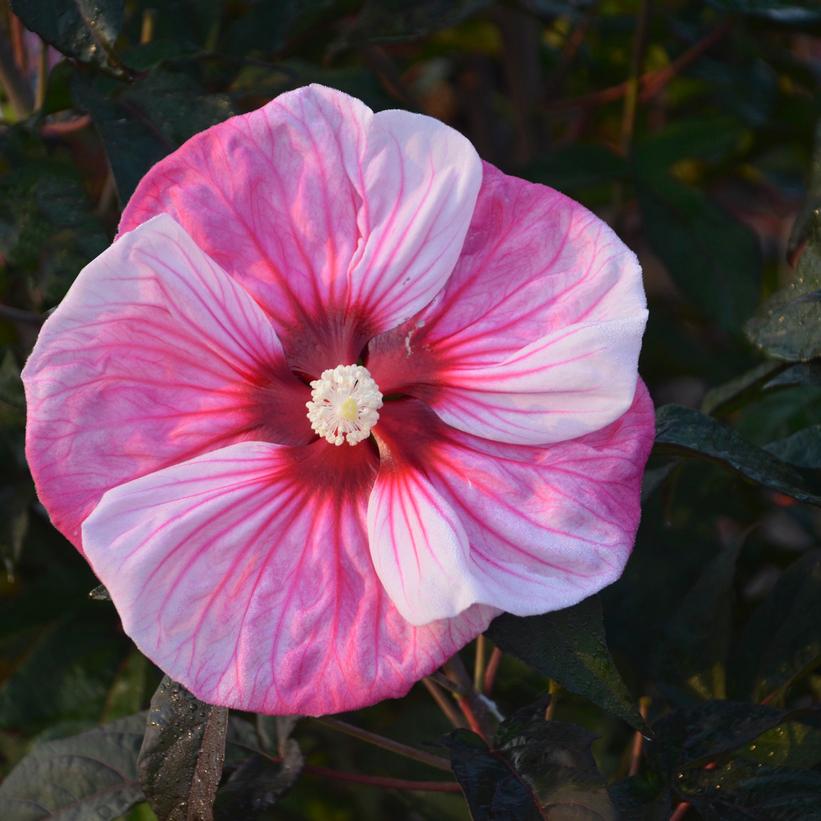 Hibiscus x Summerific® Cherry Choco Latte