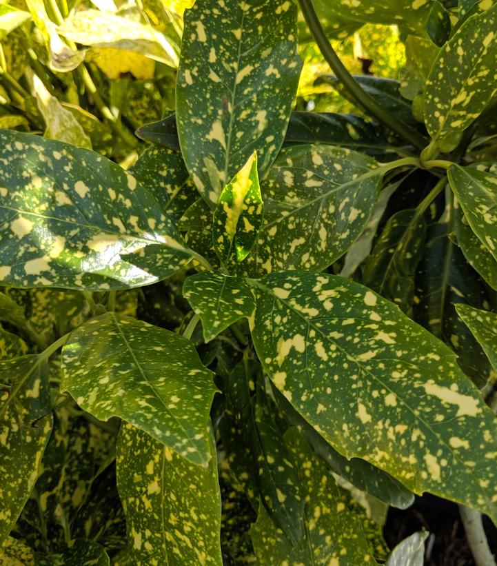 Aucuba japonica 'Mr. Gold Strike'
