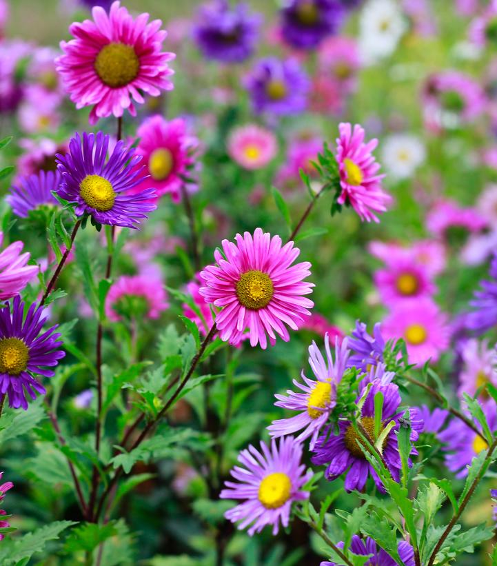 Aster x Medley Mix