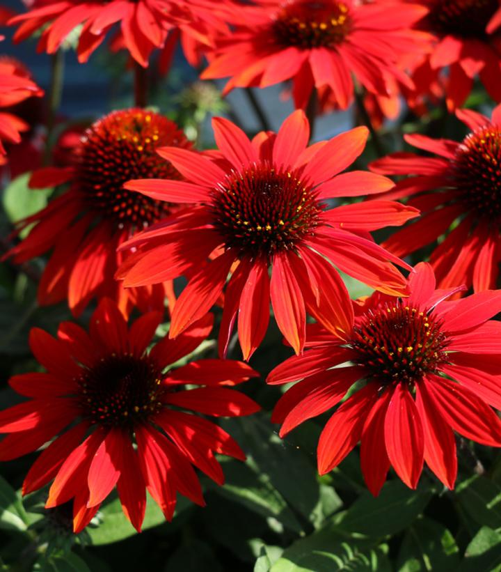 Echinacea x Sombrero® Sangrita