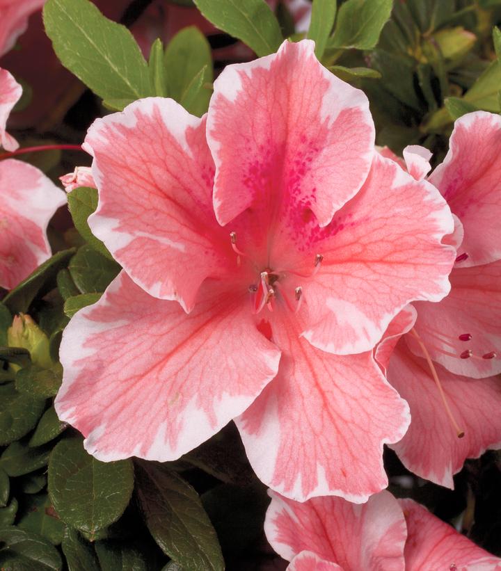 Azalea x Encore® Autumn Sunburst®
