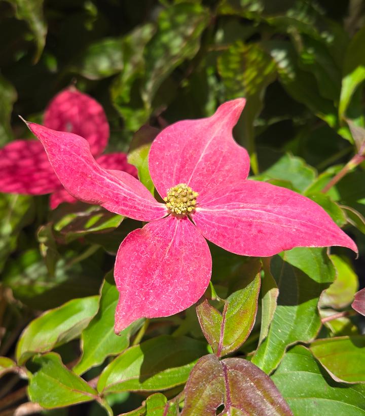 Cornus kousa Scarlet Fire®