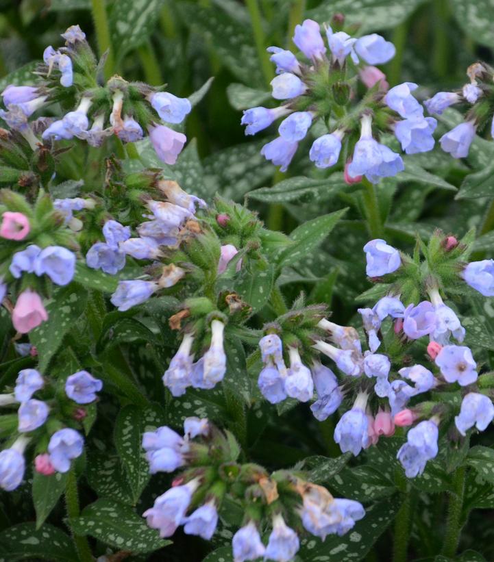 Pulmonaria Twinkle Toes