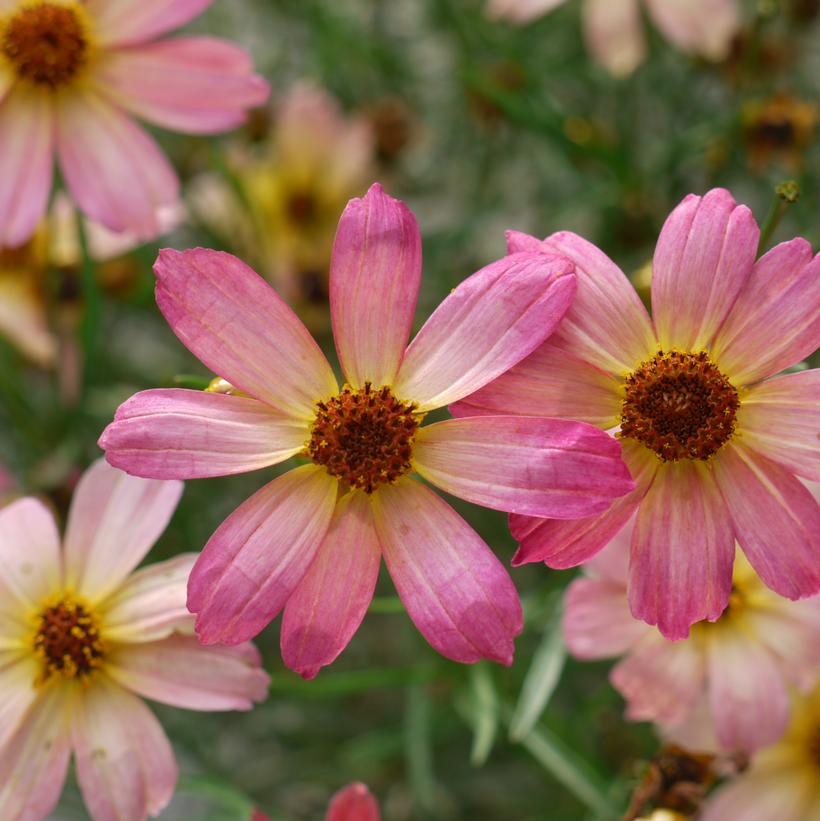 Coreopsis verticillata Permathread™ 'Shades of Rose'