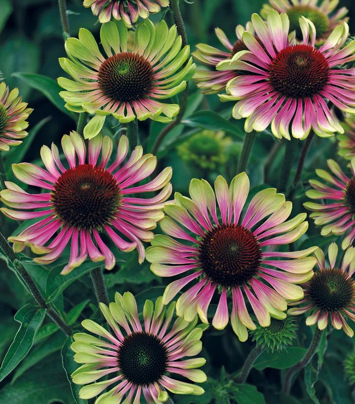 Echinacea purpurea 'Green Twister'