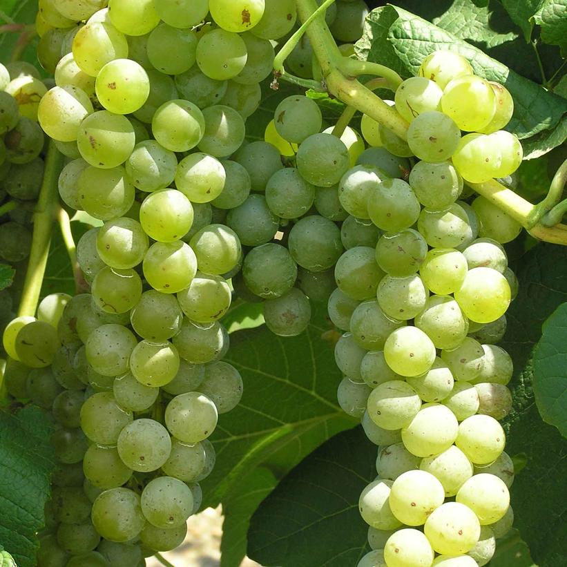 Vitis vinifera 'Cayuga White'