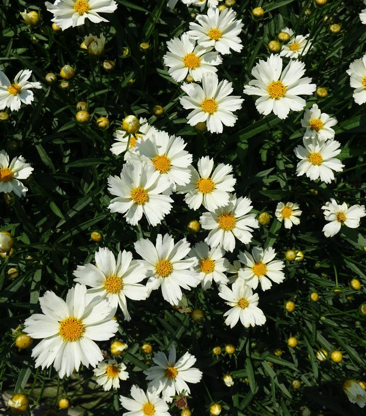 Coreopsis x Big Bang™ 'Polaris'
