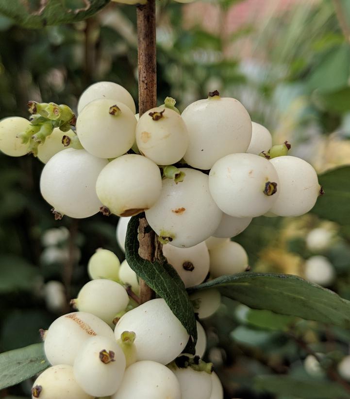 Symphoricarpos doornbosii Magical® Avalanche