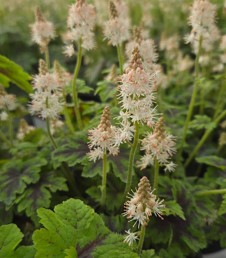 Tiarella x 'Fingerpaint'