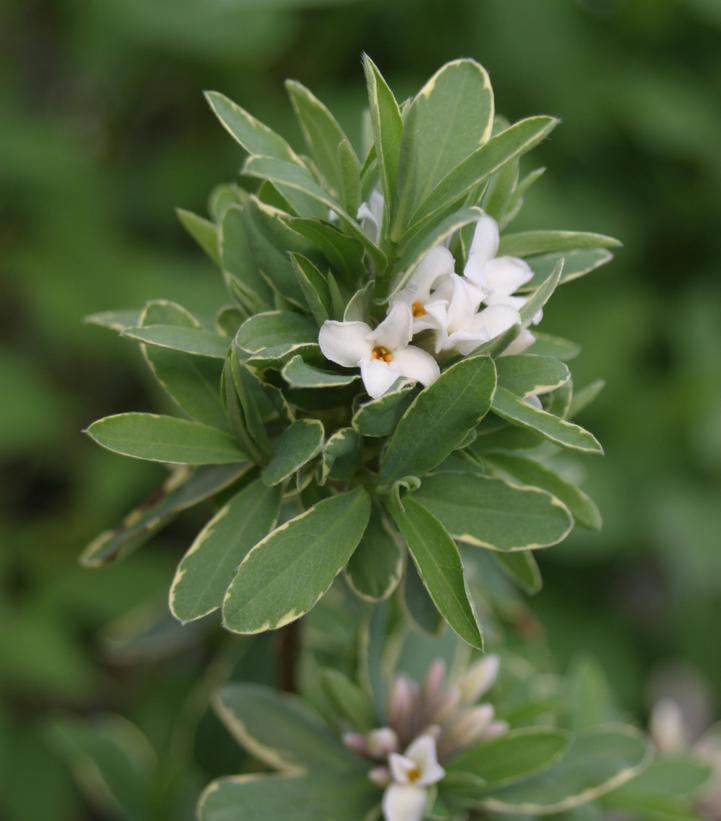 Daphne x transatlantica 'Summer Ice'
