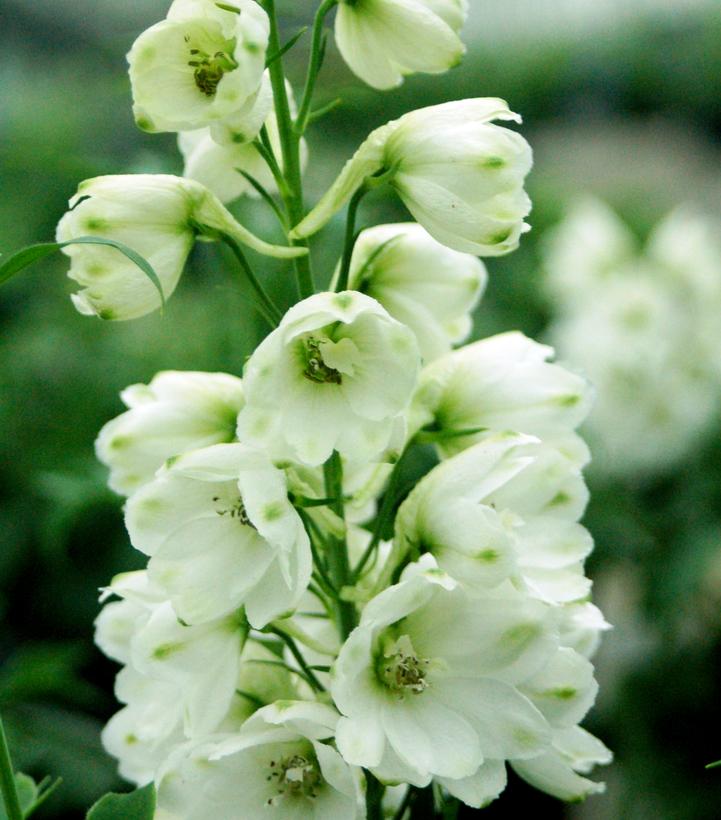 Delphinium elatum 'Guardian White'