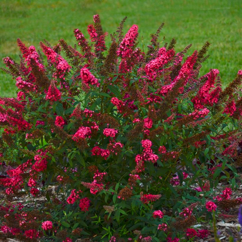 Buddleia davidii Monarch® 'Prince Charming'