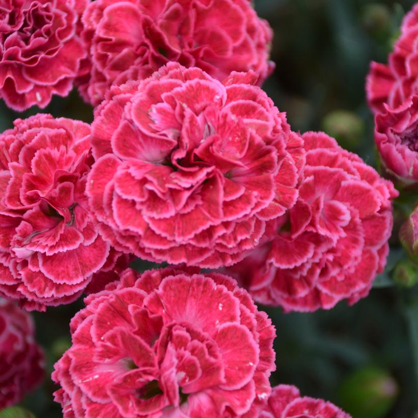 Dianthus x Fruit Punch® Raspberry Ruffles