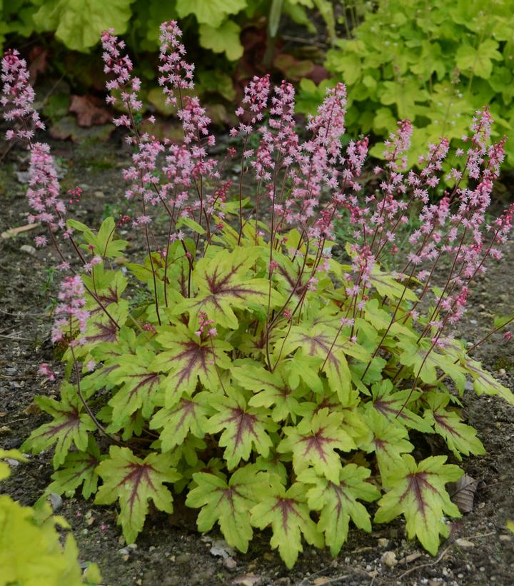 Heucherella hybrid Fun and Games® Fun and Games® 'Eye Spy'