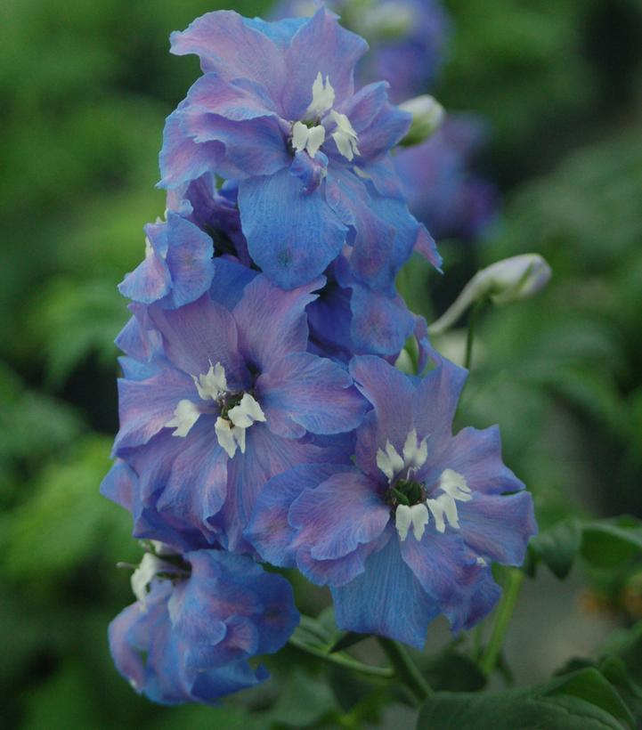 Delphinium elatum 'Guardian Blue'