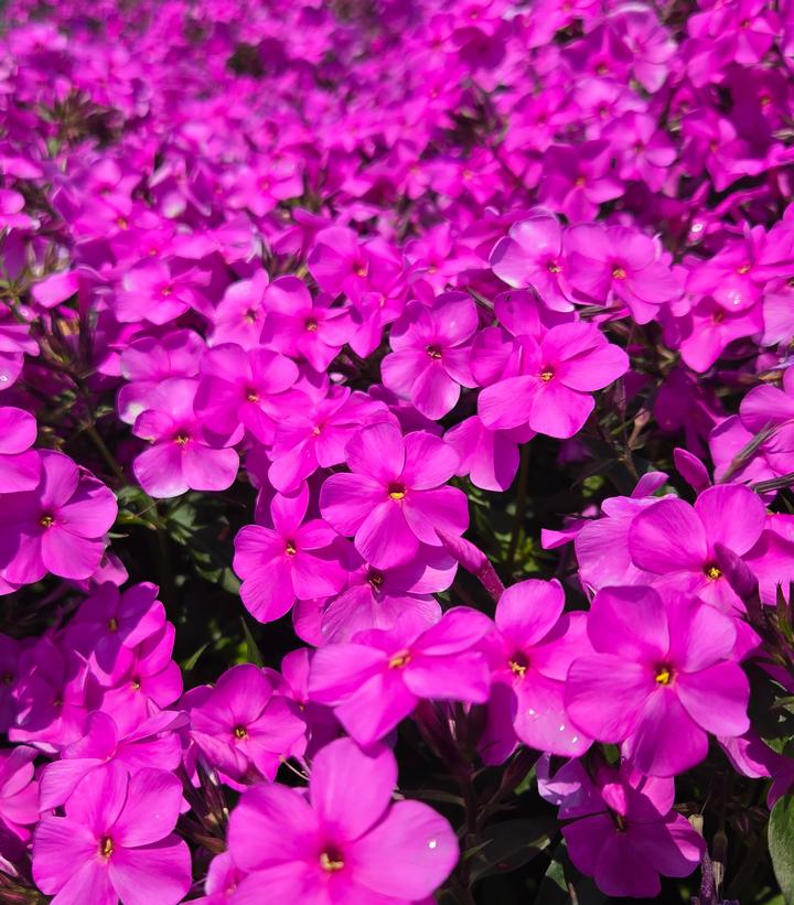 Phlox hybrid Cloudburst