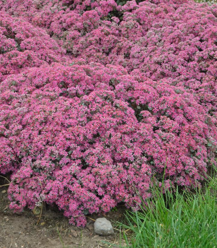 Sedum x Rock 'N Grow® Rock 'N Grow® 'Popstar'