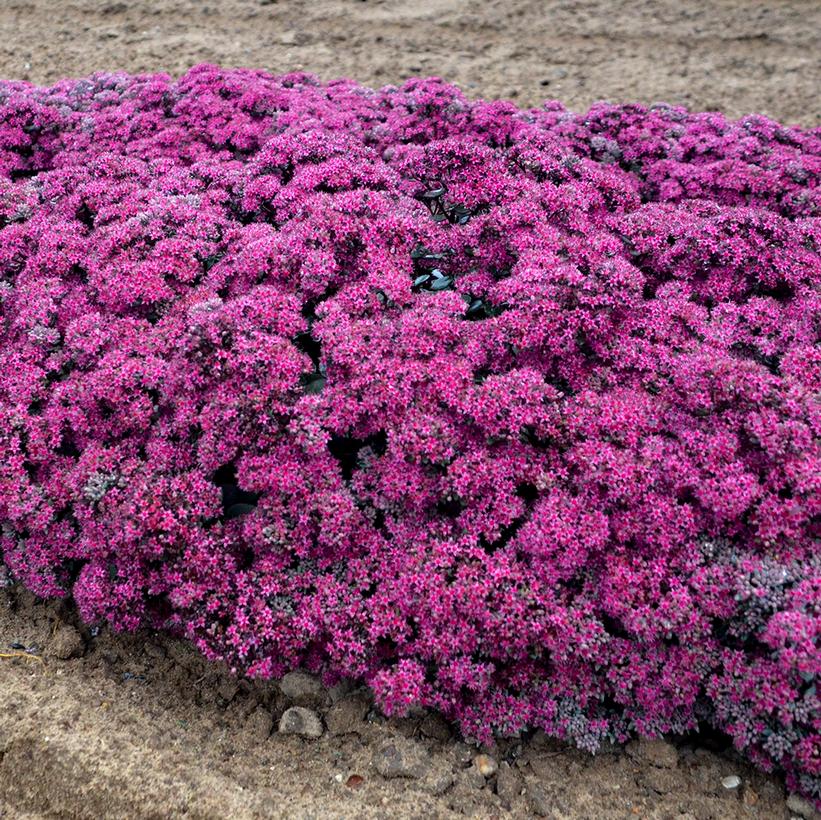 Sedum x Rock 'N Grow® Rock 'N Grow® 'Superstar'