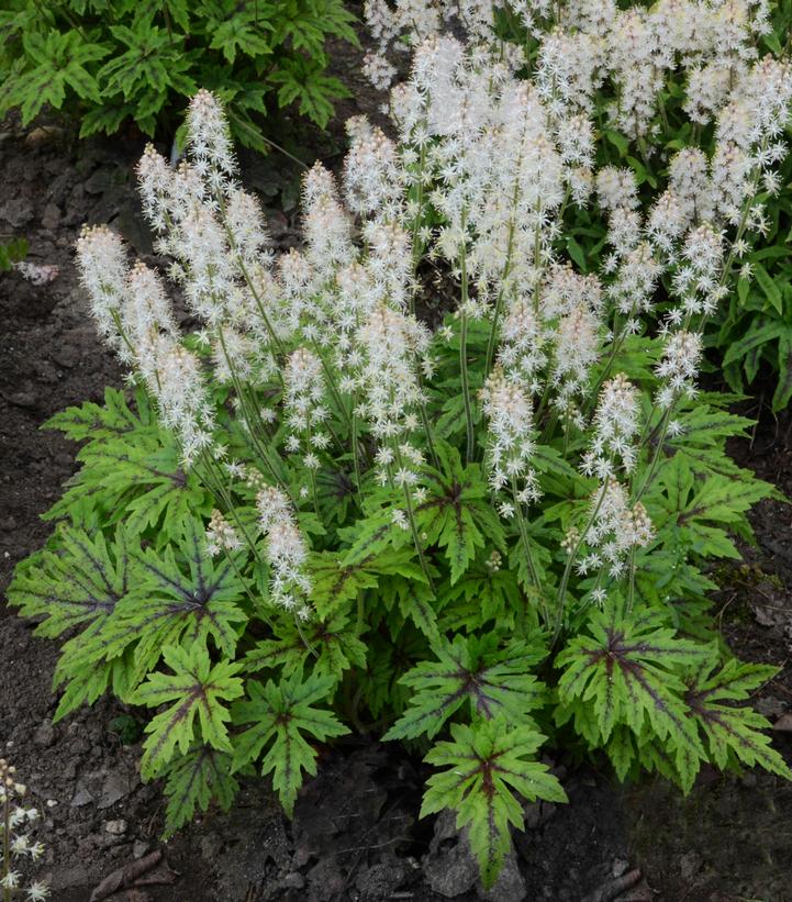 Tiarella x 'Cutting Edge'