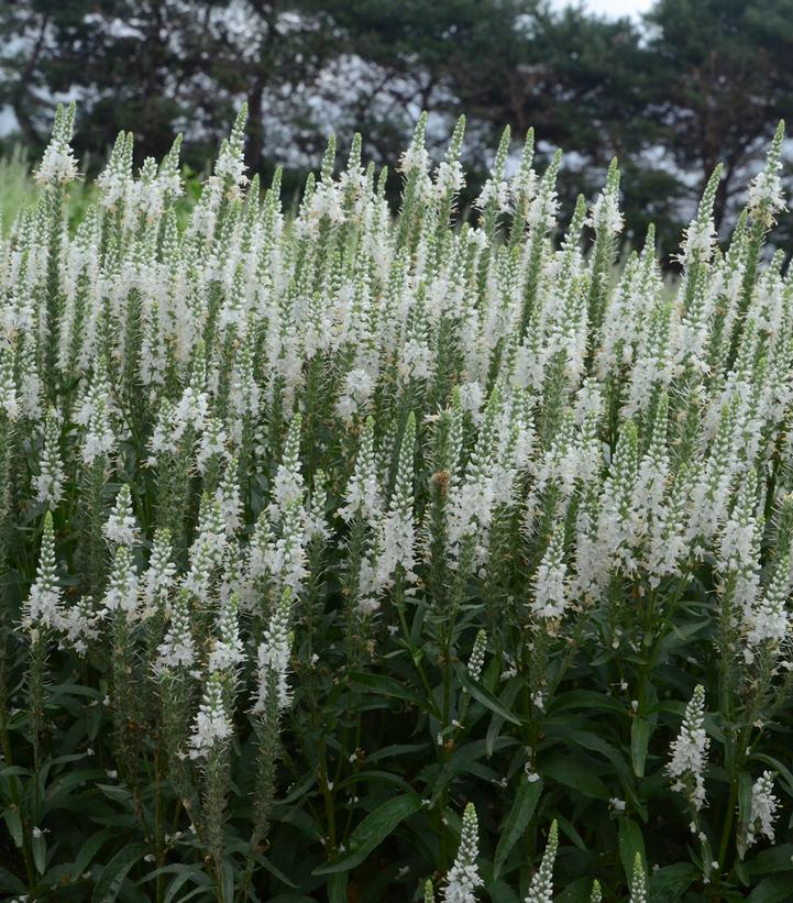 Veronica x Magic Show® Magic Show® 'White Wands'