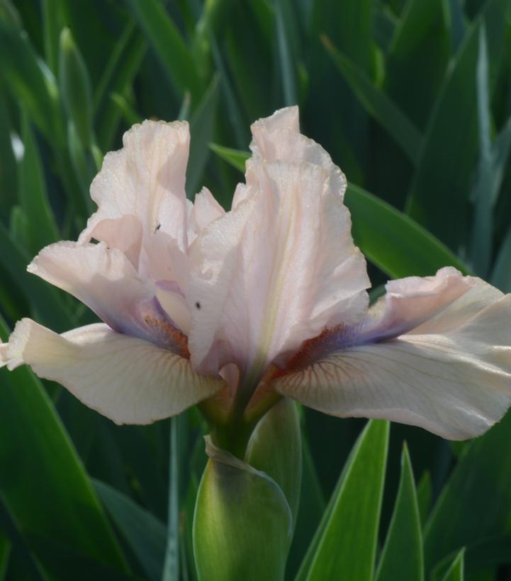 Iris germanica Concertina