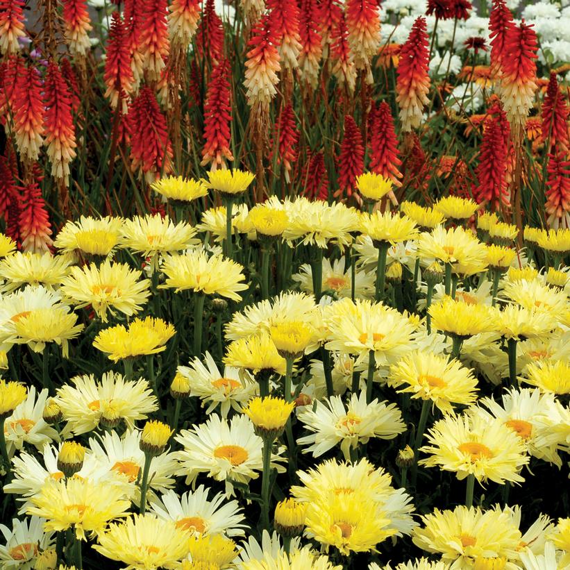 Leucanthemum x superbum 'Goldfinch'
