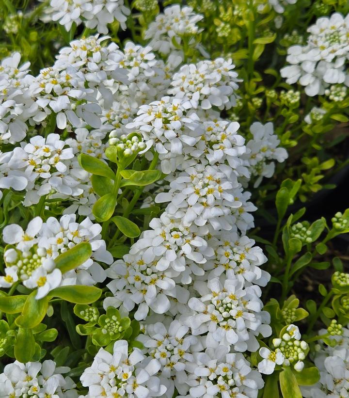 Iberis sempervirens Snowsurfer™