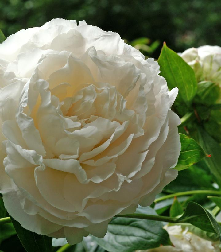 Paeonia lactifolia 'Shirley Temple'