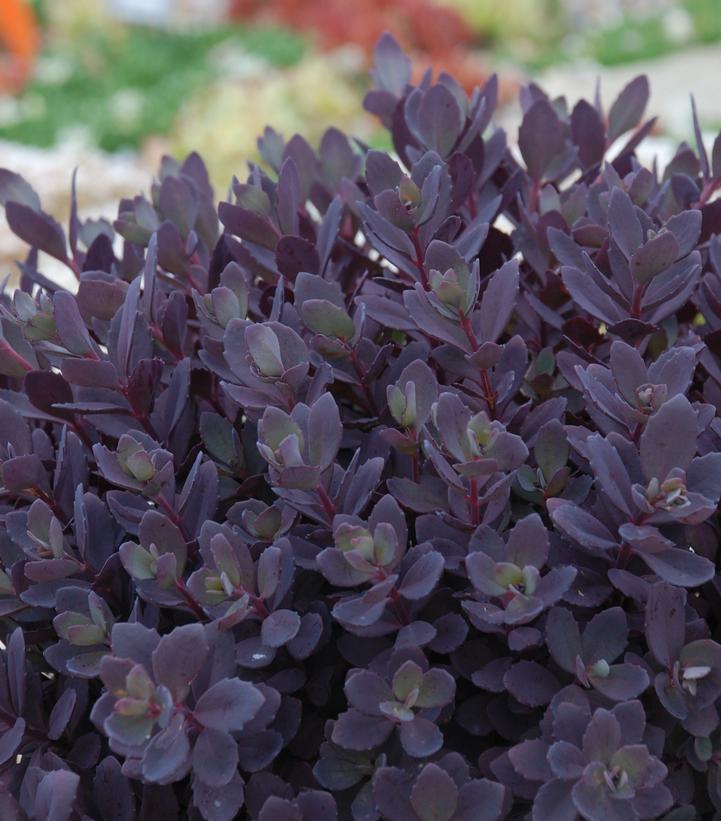 Sedum x SunSparkler® 'Plum Dazzled'